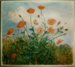 Les coquelicots